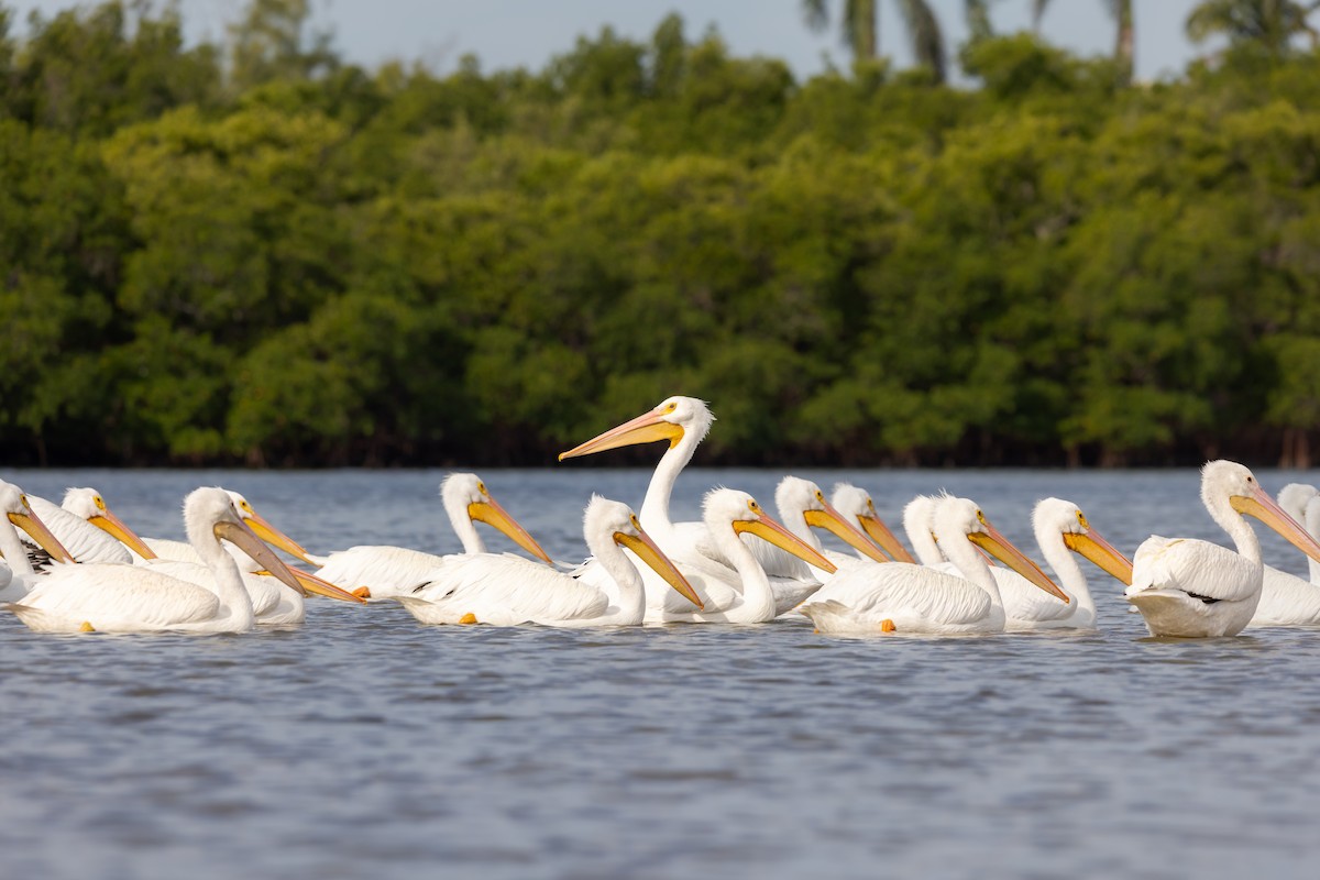 American White Pelican - ML646978873