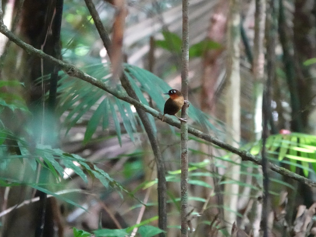 Fourmilier à gorge rousse - ML646978874