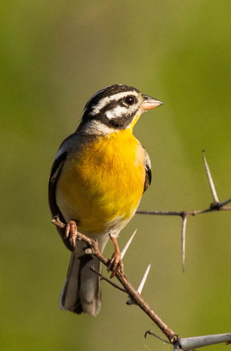 Golden-breasted Bunting - ML646978877