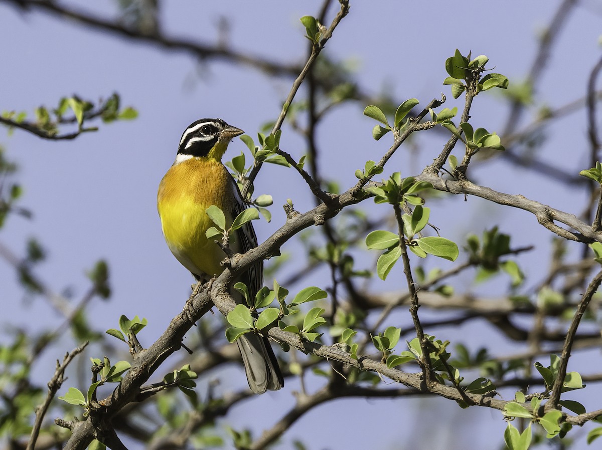 Golden-breasted Bunting - ML646978879