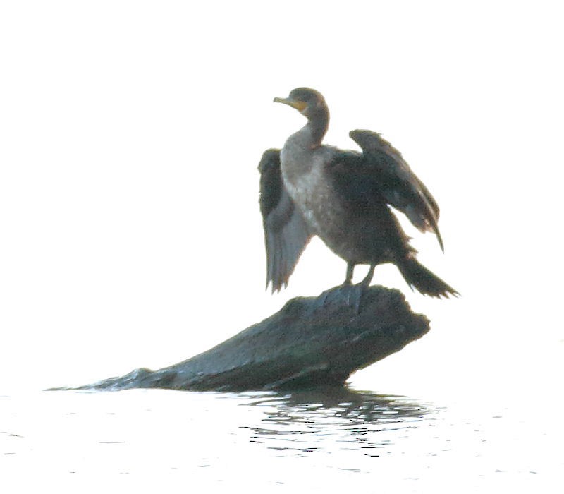 Ушастый баклан - ML646978881