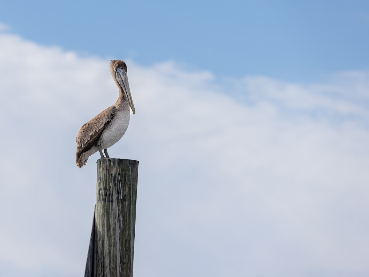Brown Pelican - ML646978882