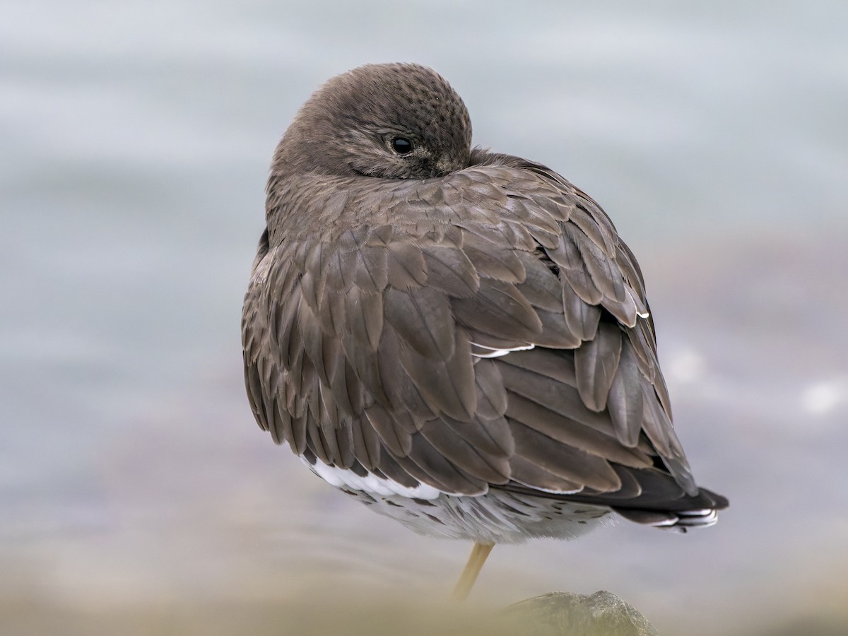 Surfbird - ML646978887
