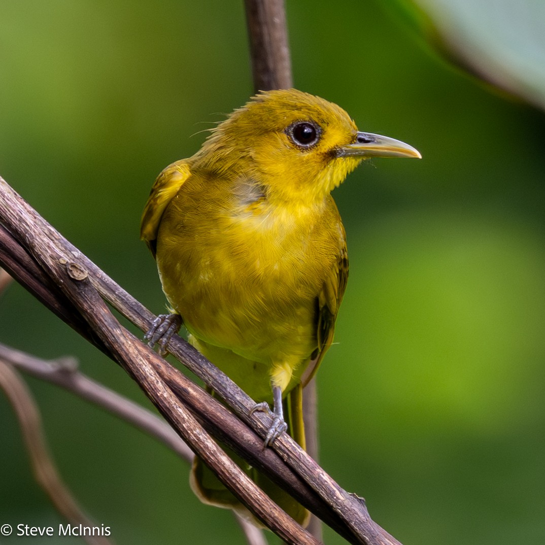 Obi Golden-Bulbul - ML646978888