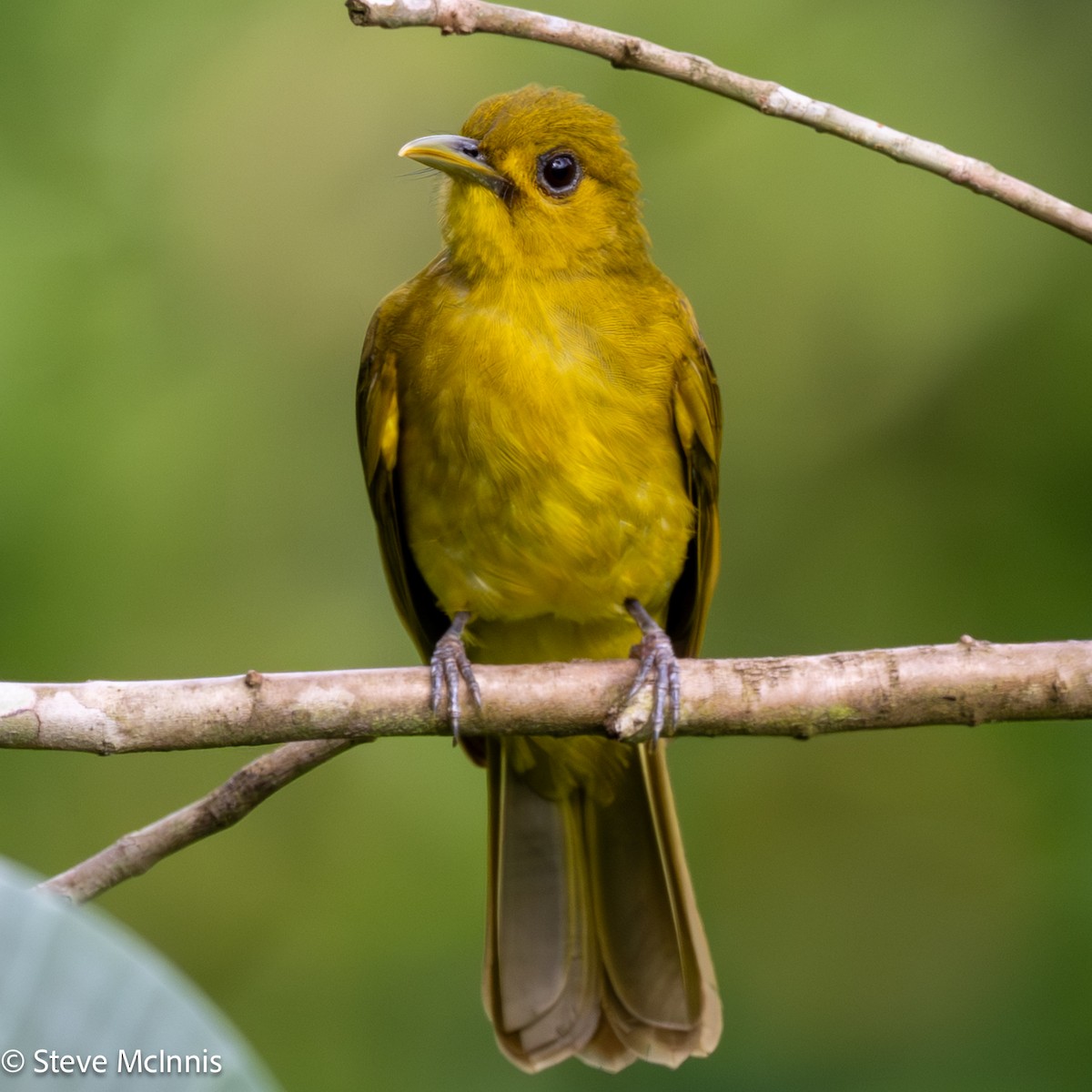 Obi Golden-Bulbul - ML646978889