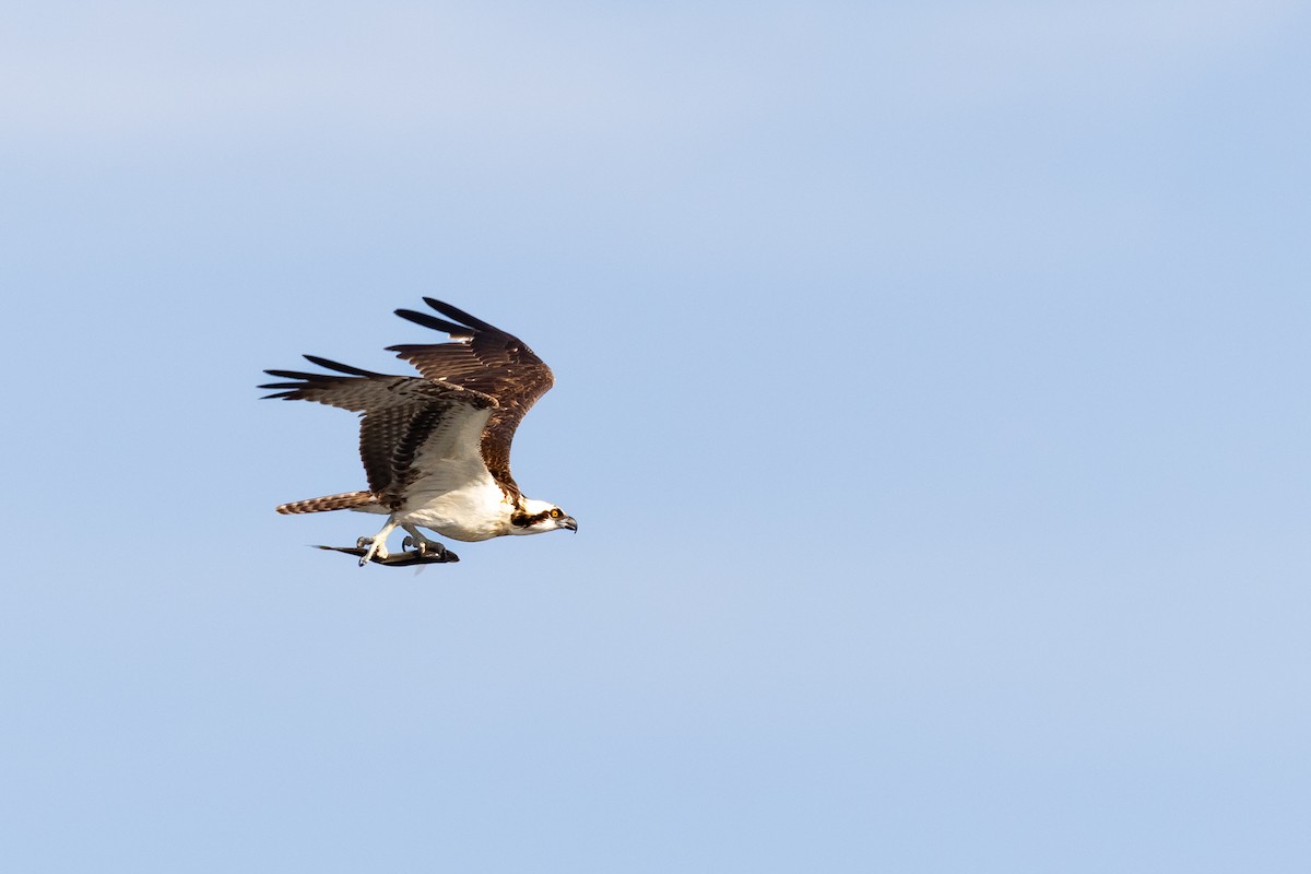 Osprey - ML646978890