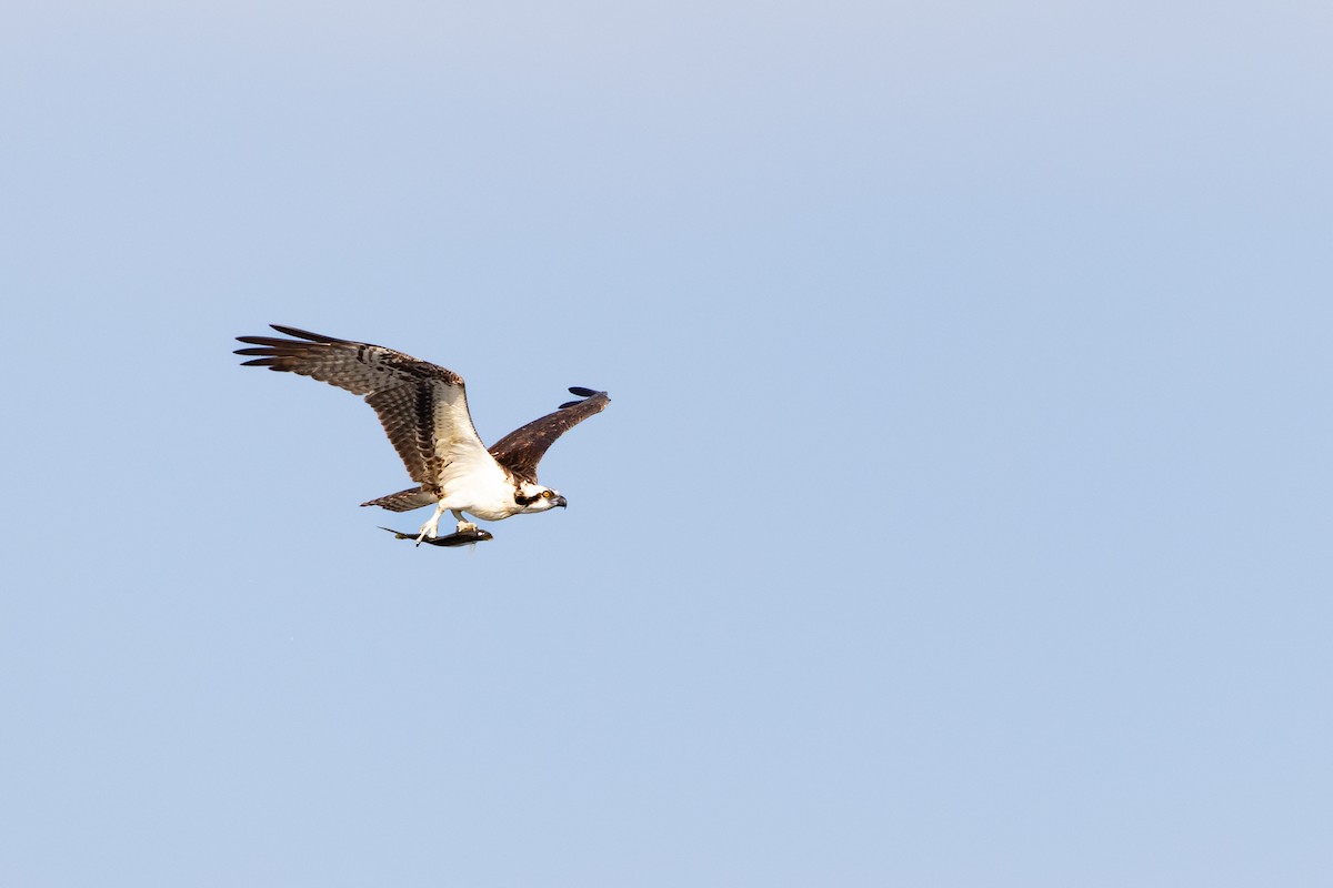 Osprey - ML646978891