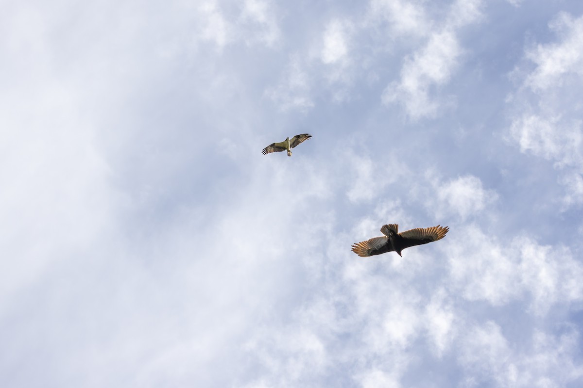 Osprey - ML646978892