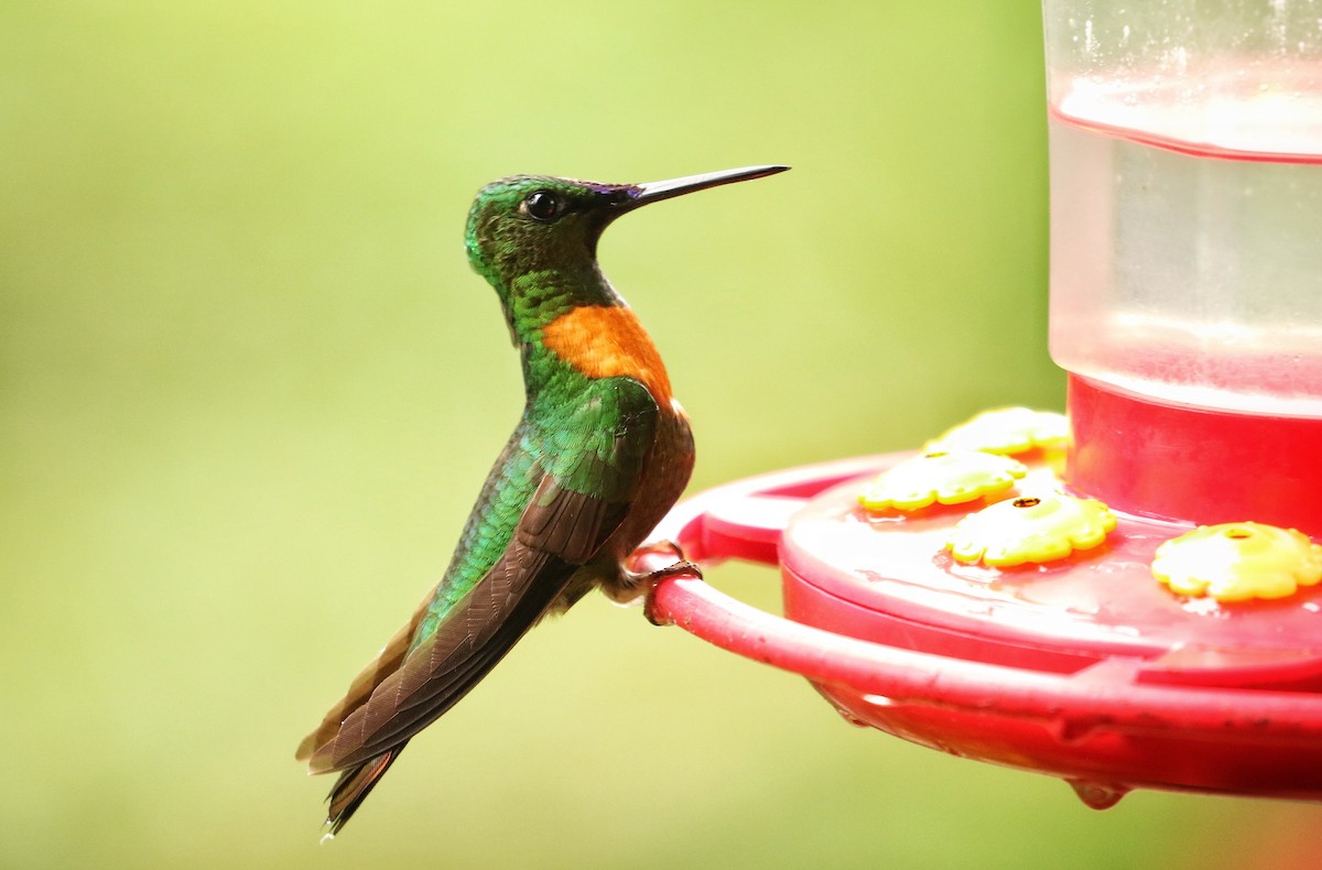 ホウセキハチドリ - ML646978895