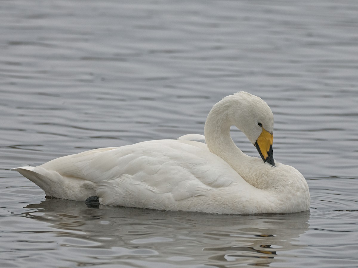 sangsvane - ML646978898