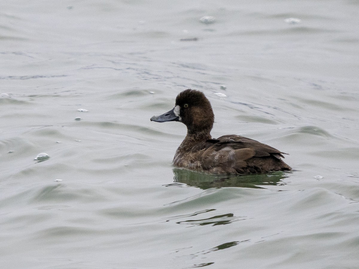 Lesser Scaup - ML646978899