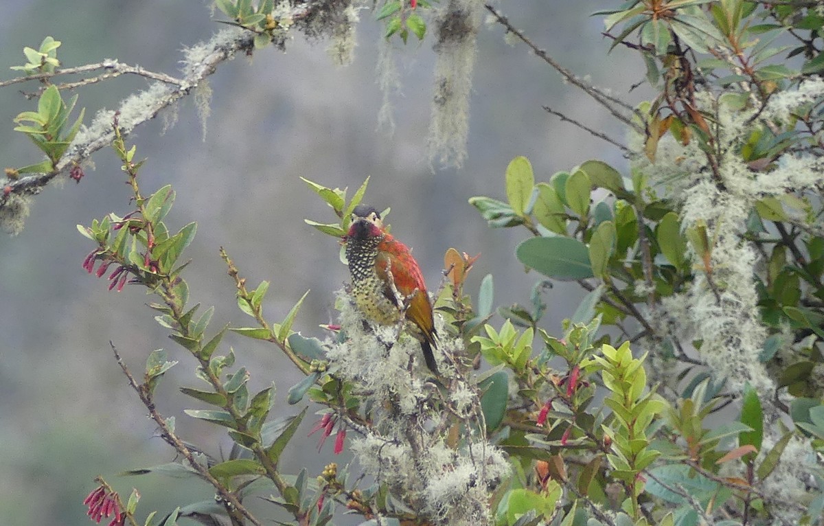 Crimson-mantled Woodpecker (Black-crowned) - ML646978900