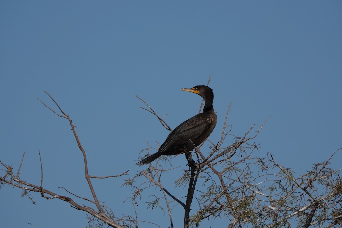 Double-crested Cormorant - ML646978916