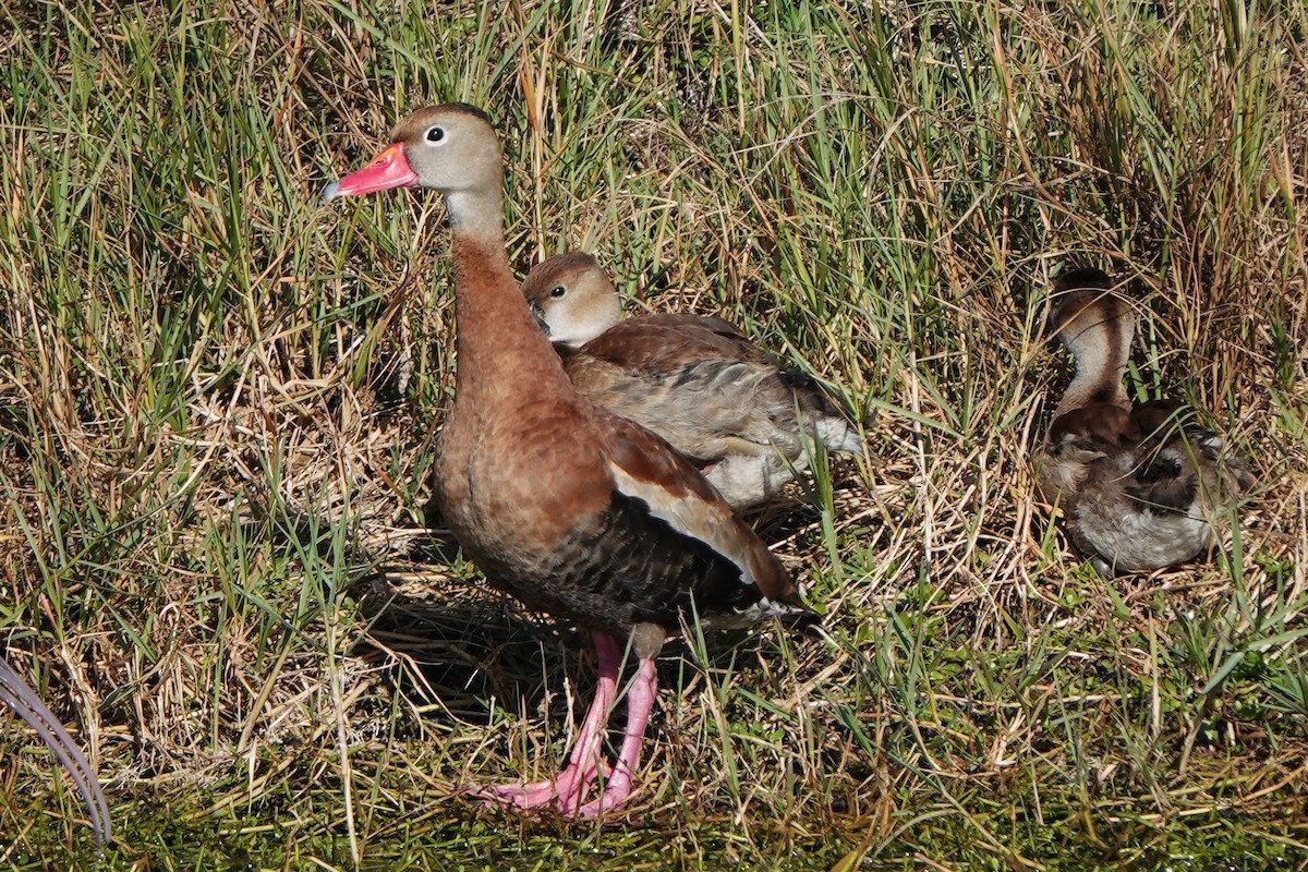 Black-bellied Whistling-Duck - ML646978917