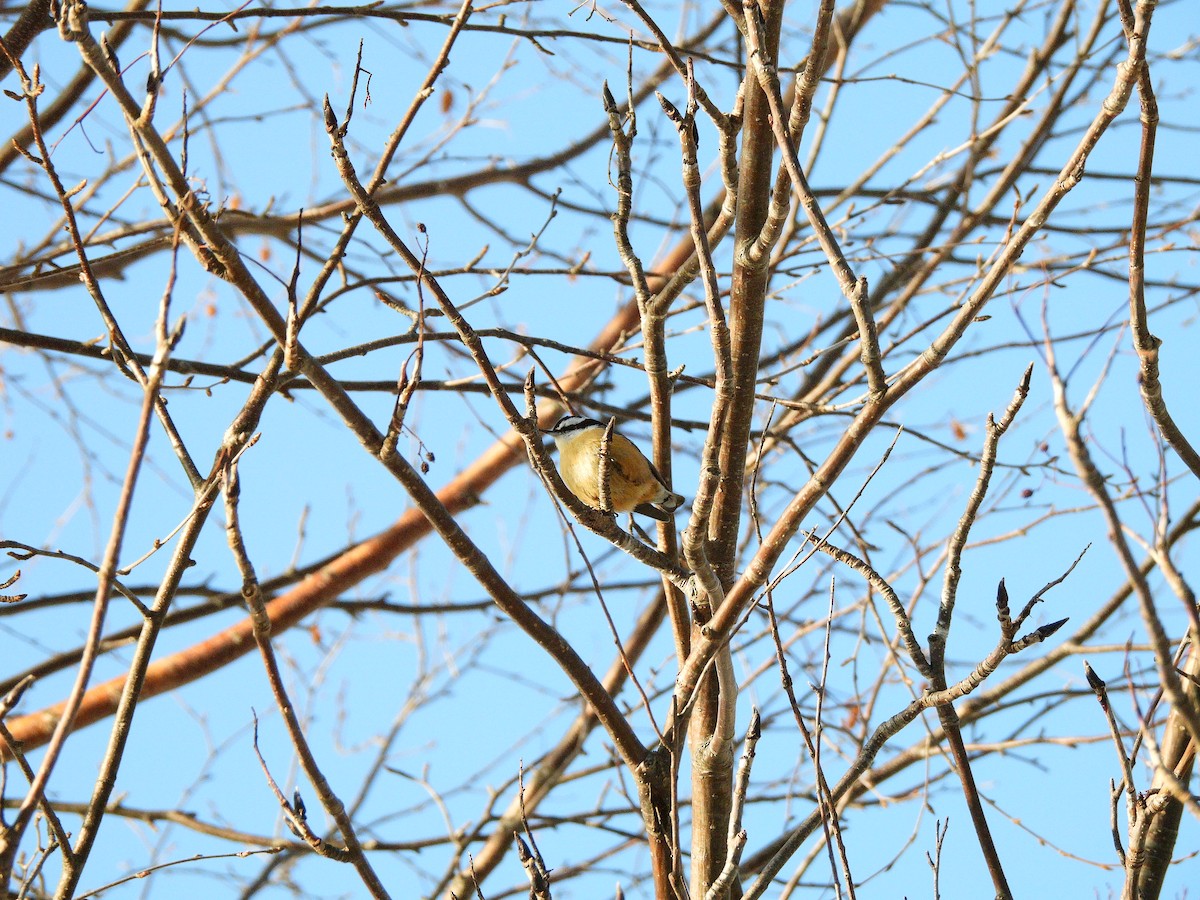 Канадский поползень - ML646978921