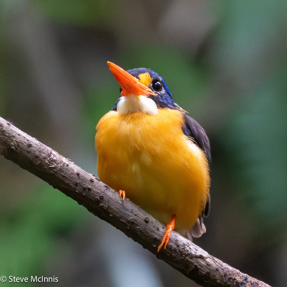 Moluccan Dwarf-Kingfisher (North Moluccan) - ML646978923
