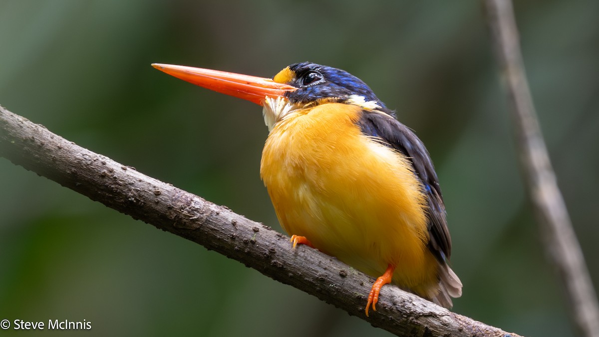 Moluccan Dwarf-Kingfisher (North Moluccan) - ML646978924