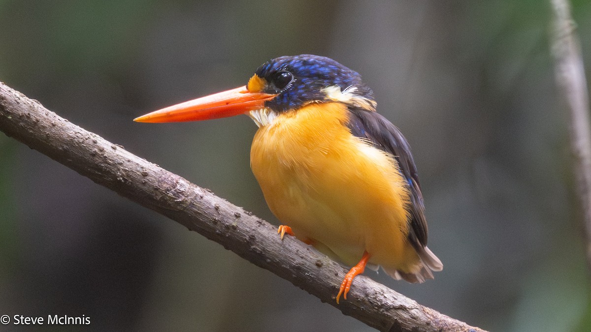 Moluccan Dwarf-Kingfisher (North Moluccan) - ML646978925