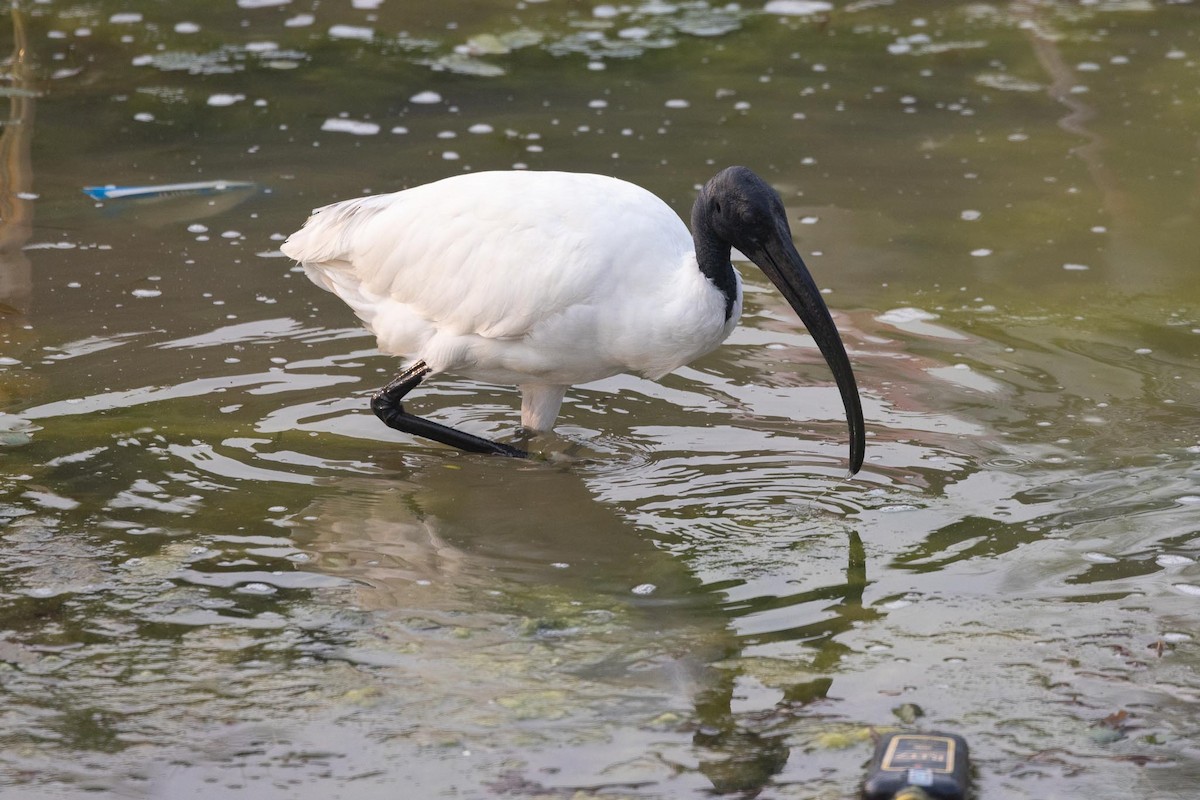 クロトキ - ML646978936