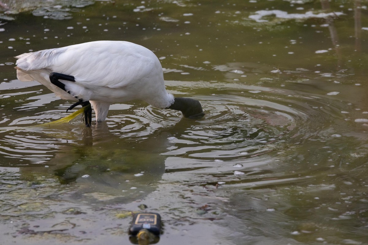 クロトキ - ML646978938