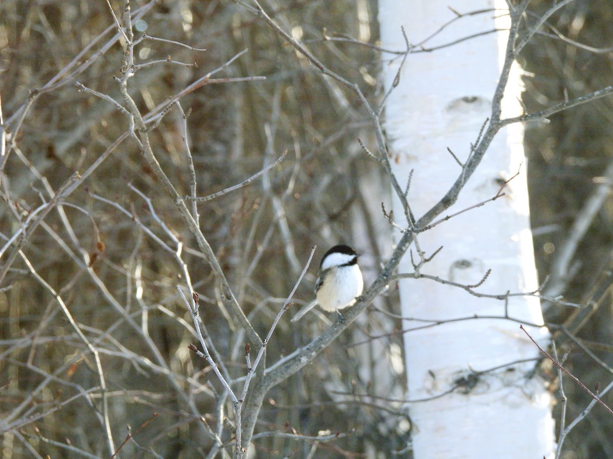 アメリカコガラ - ML646978939