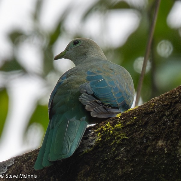 モルッカヒメアオバト - ML646978940