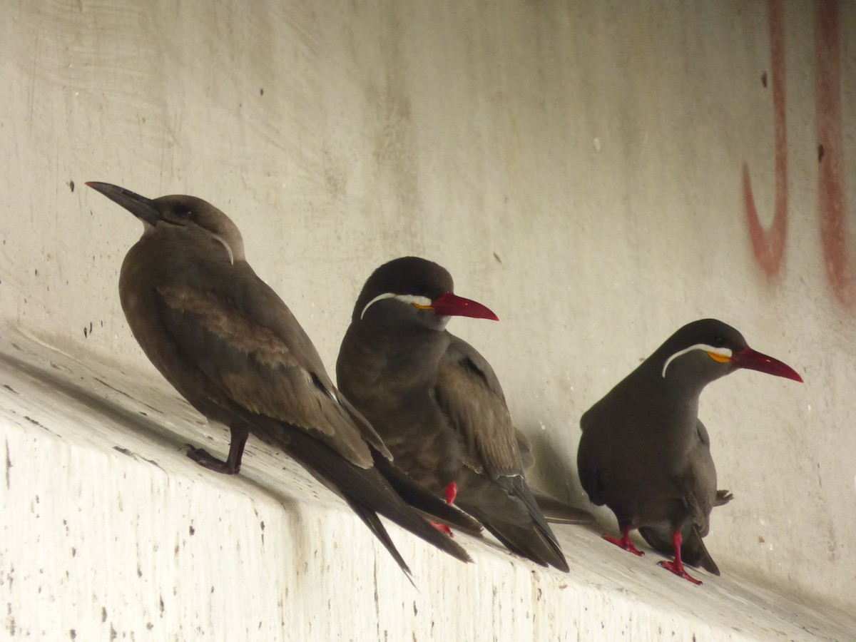 インカアジサシ - ML646978941