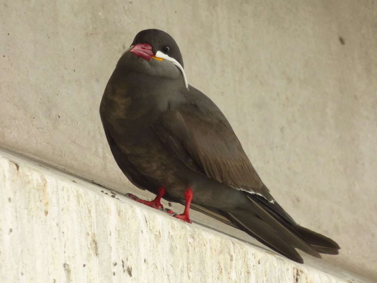 インカアジサシ - ML646978942