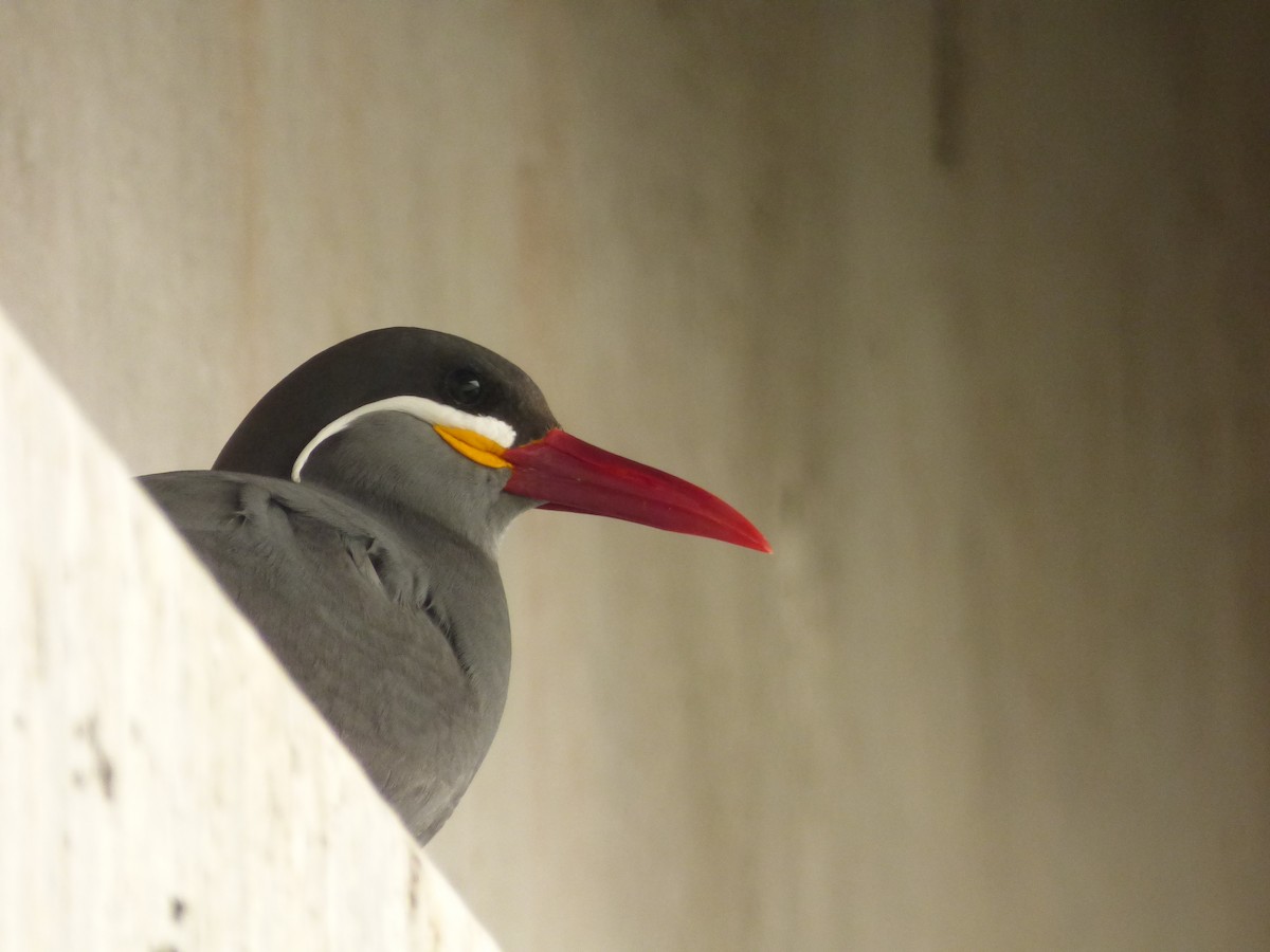 インカアジサシ - ML646978943