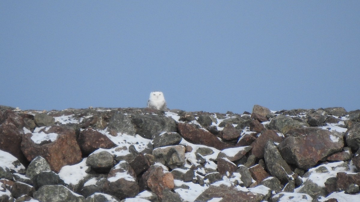 シロフクロウ - ML646978944