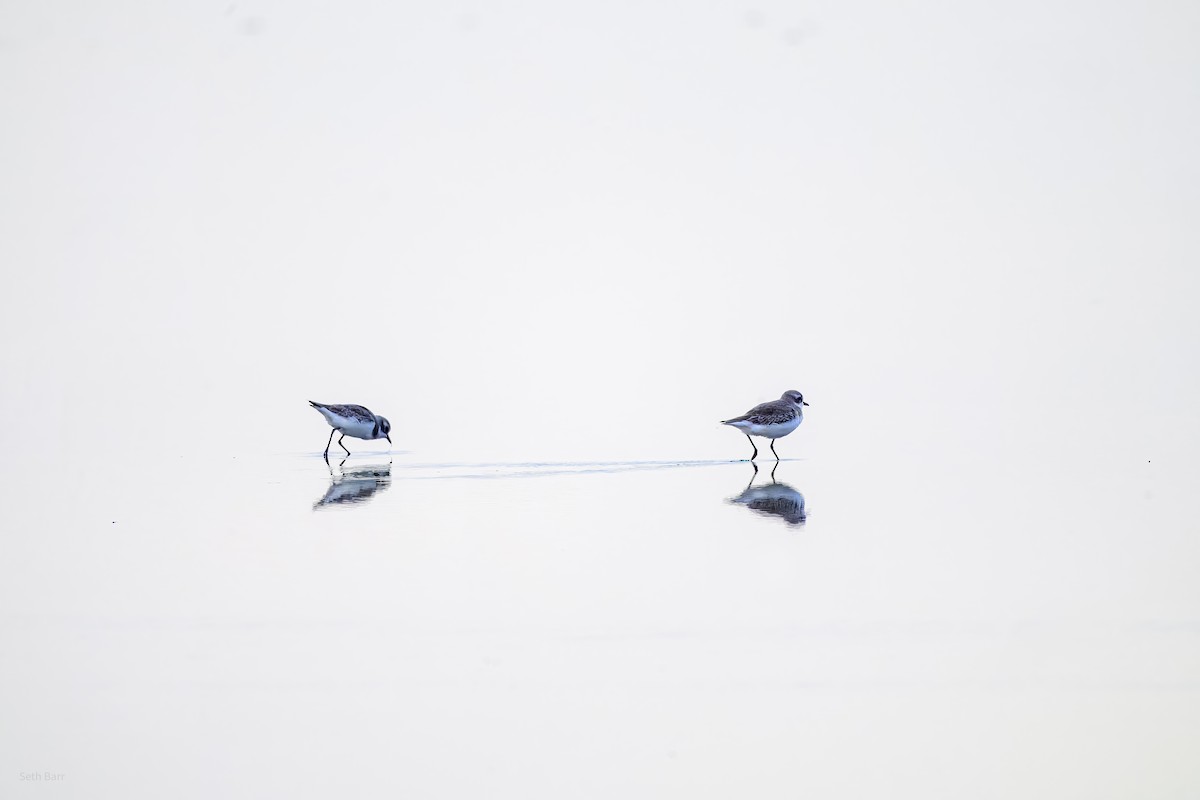 チベットメダイチドリ - ML646978945