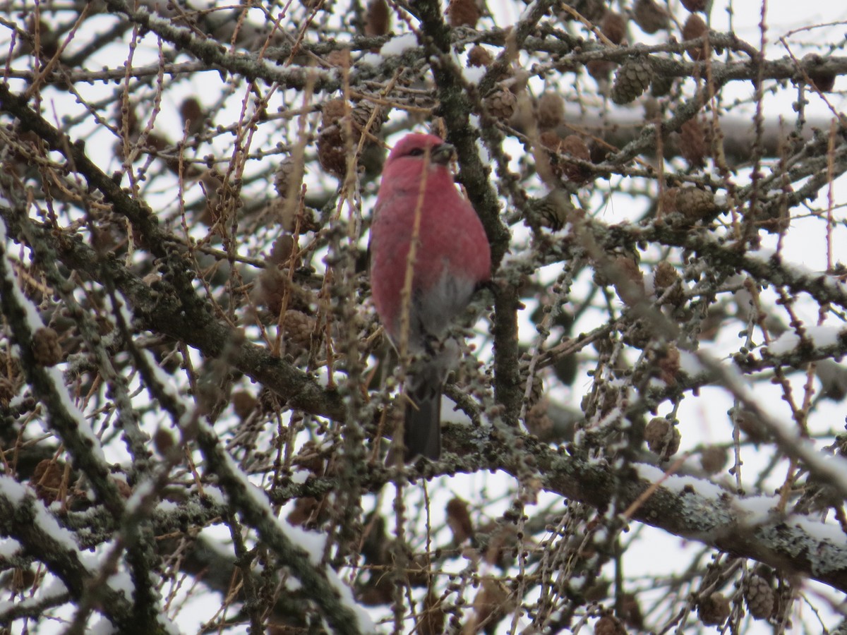Pine Grosbeak - ML646978946