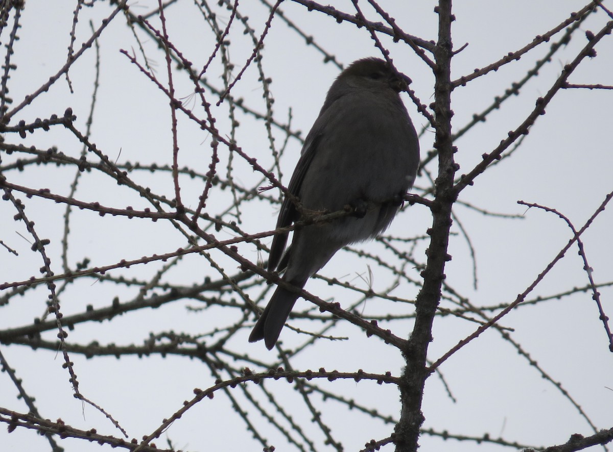 Pine Grosbeak - ML646978947