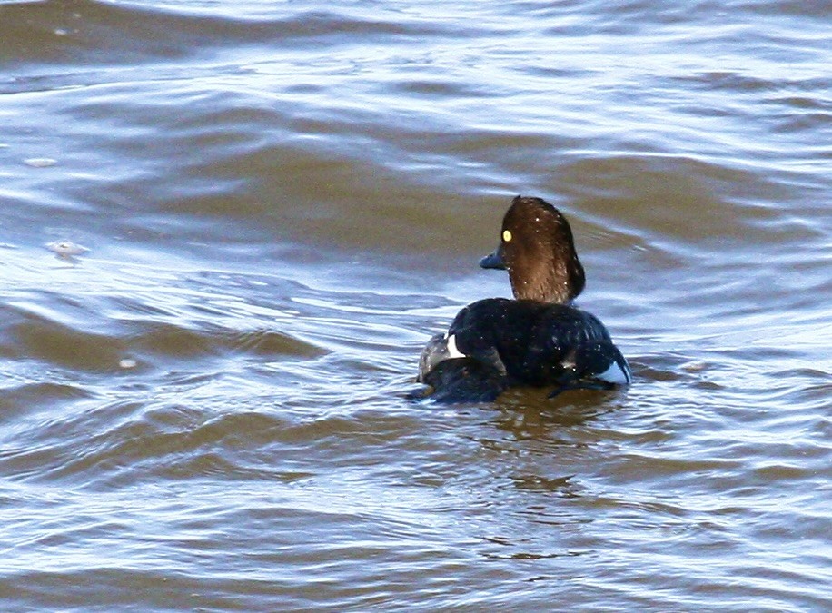 ホオジロガモ - ML646978950