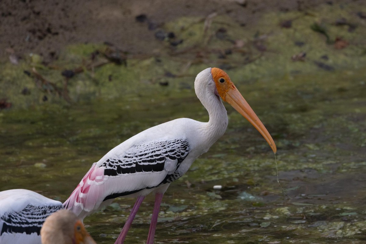 インドトキコウ - ML646978953