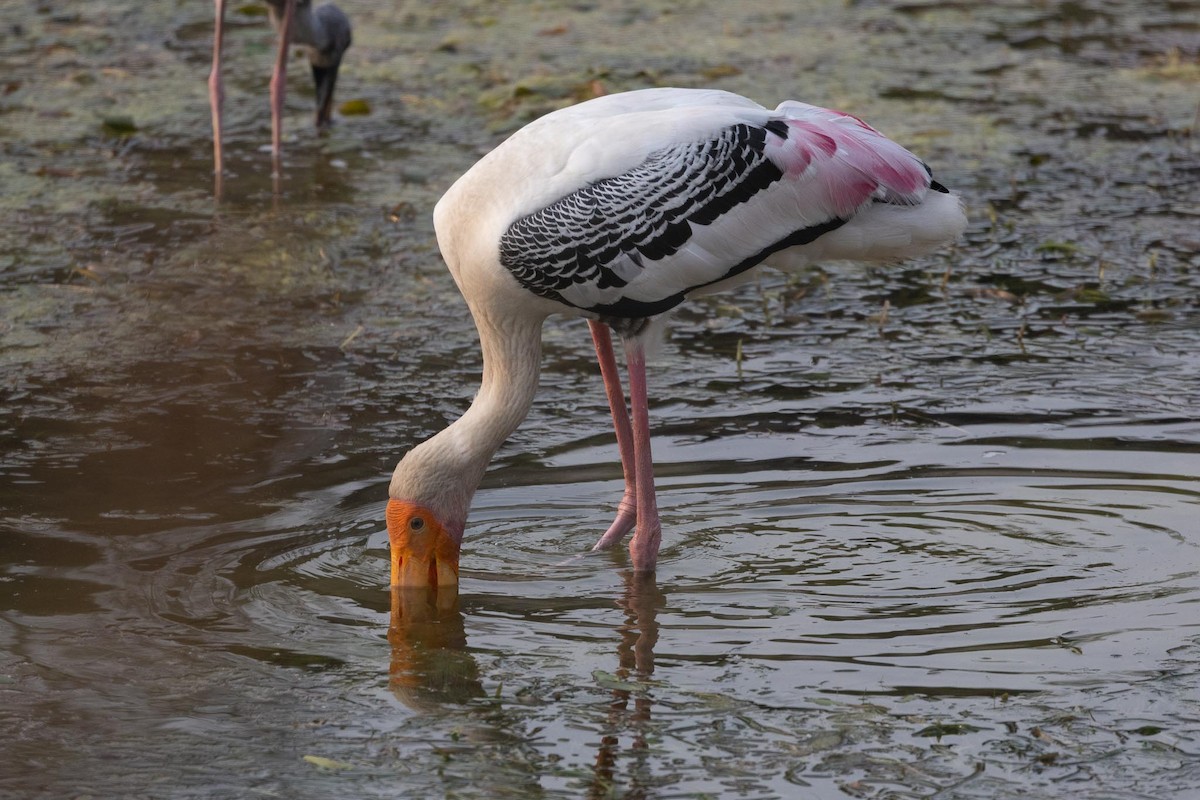 インドトキコウ - ML646978954