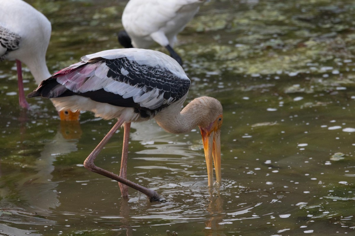 インドトキコウ - ML646978955