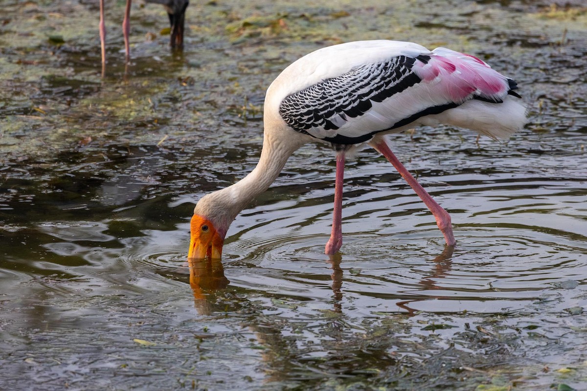 インドトキコウ - ML646978956