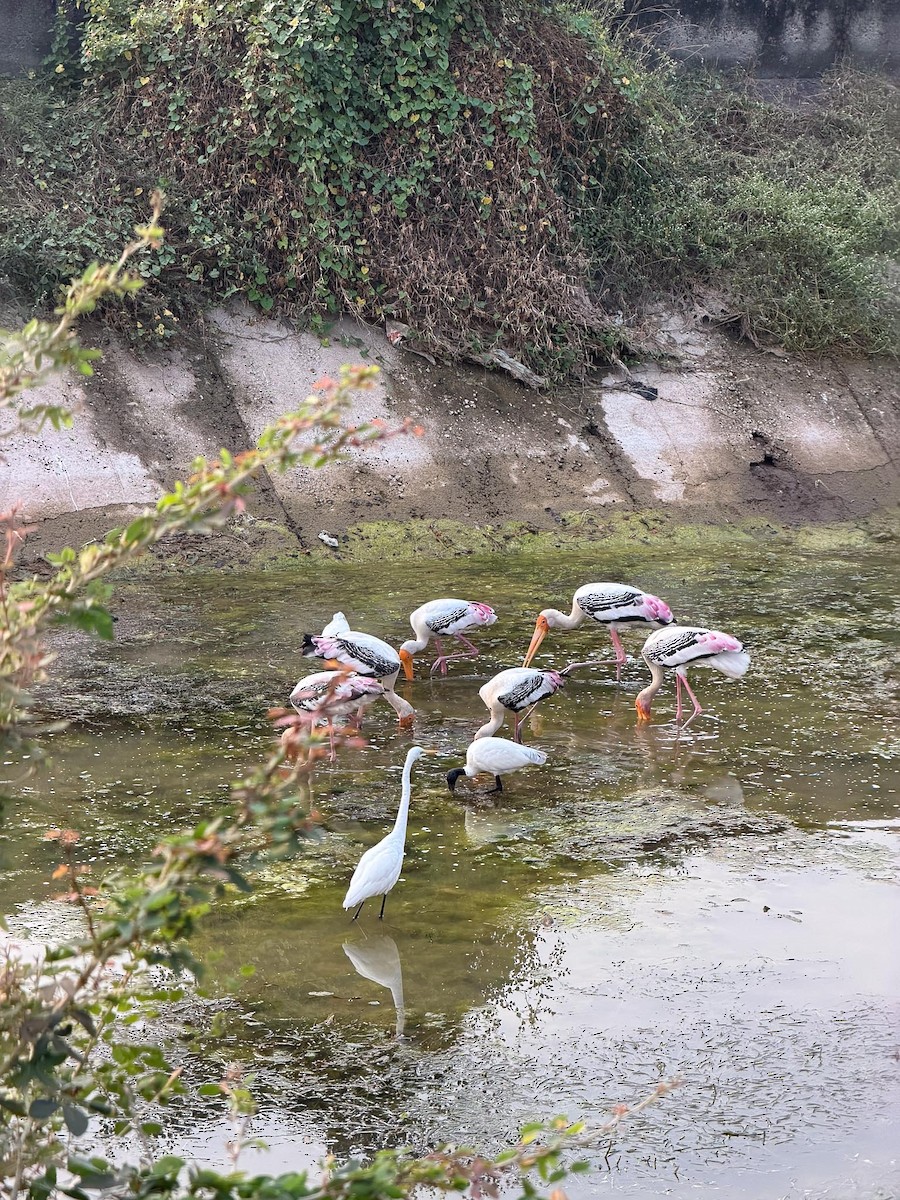 インドトキコウ - ML646978957