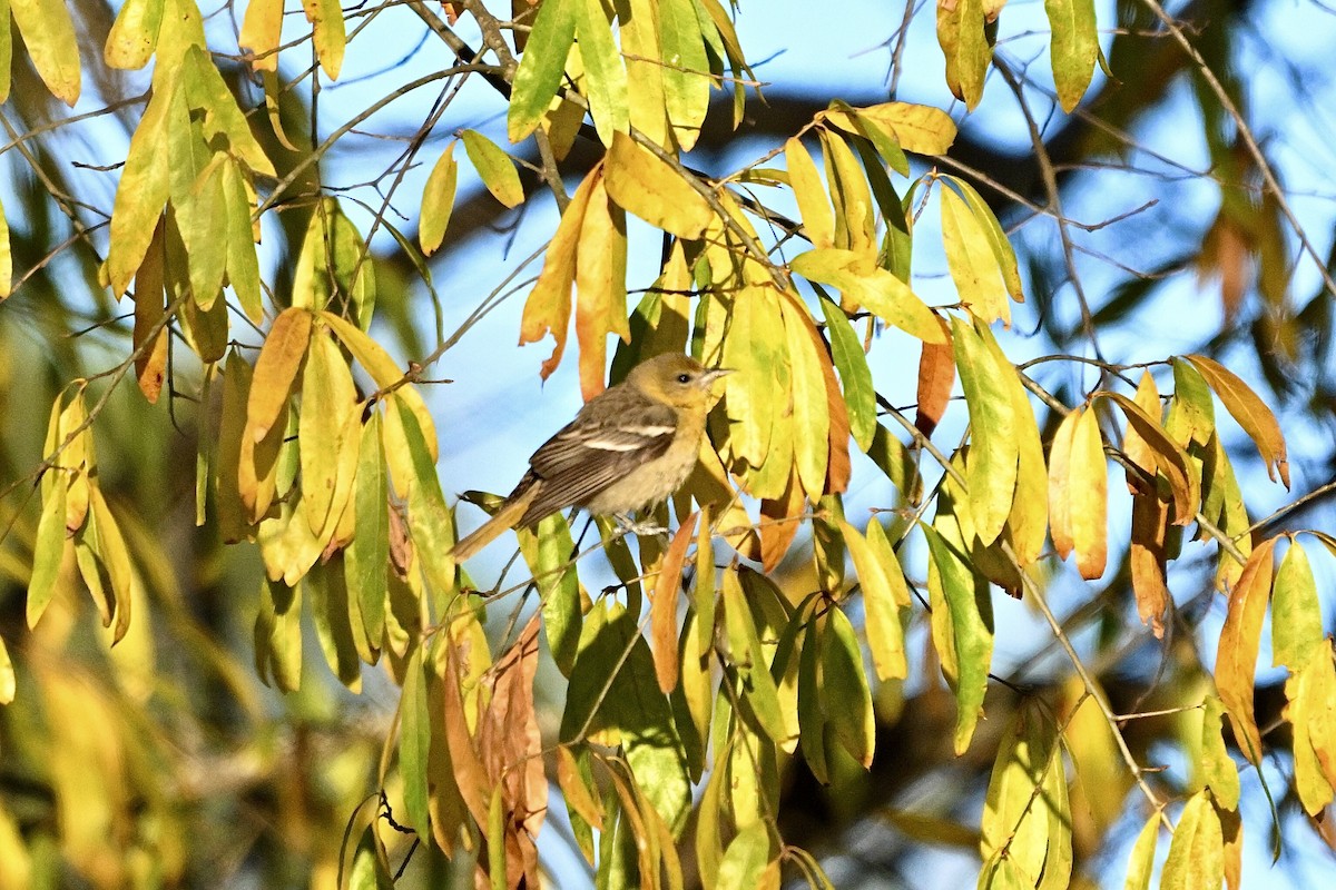 ボルチモアムクドリモドキ - ML646978959