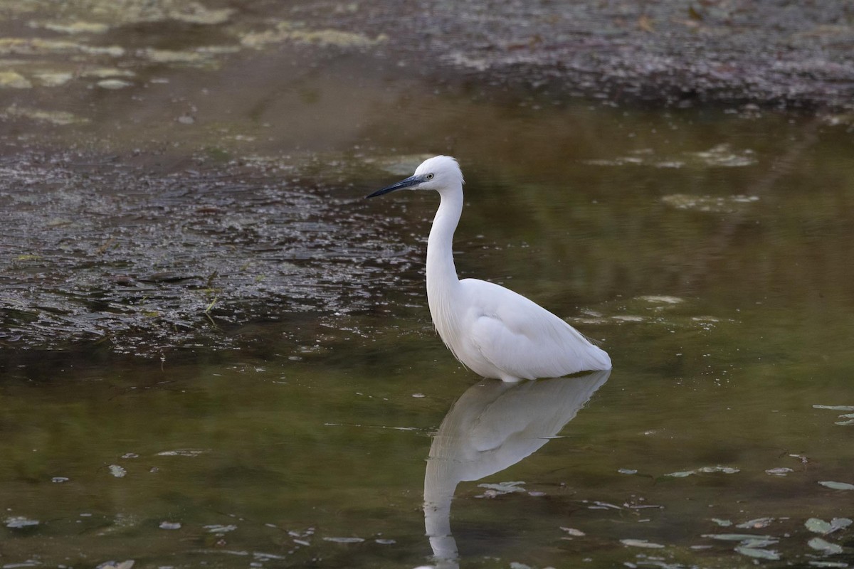 コサギ - ML646978962