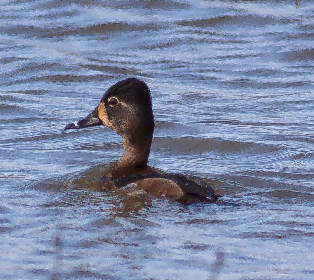 クビワキンクロ - ML646978963