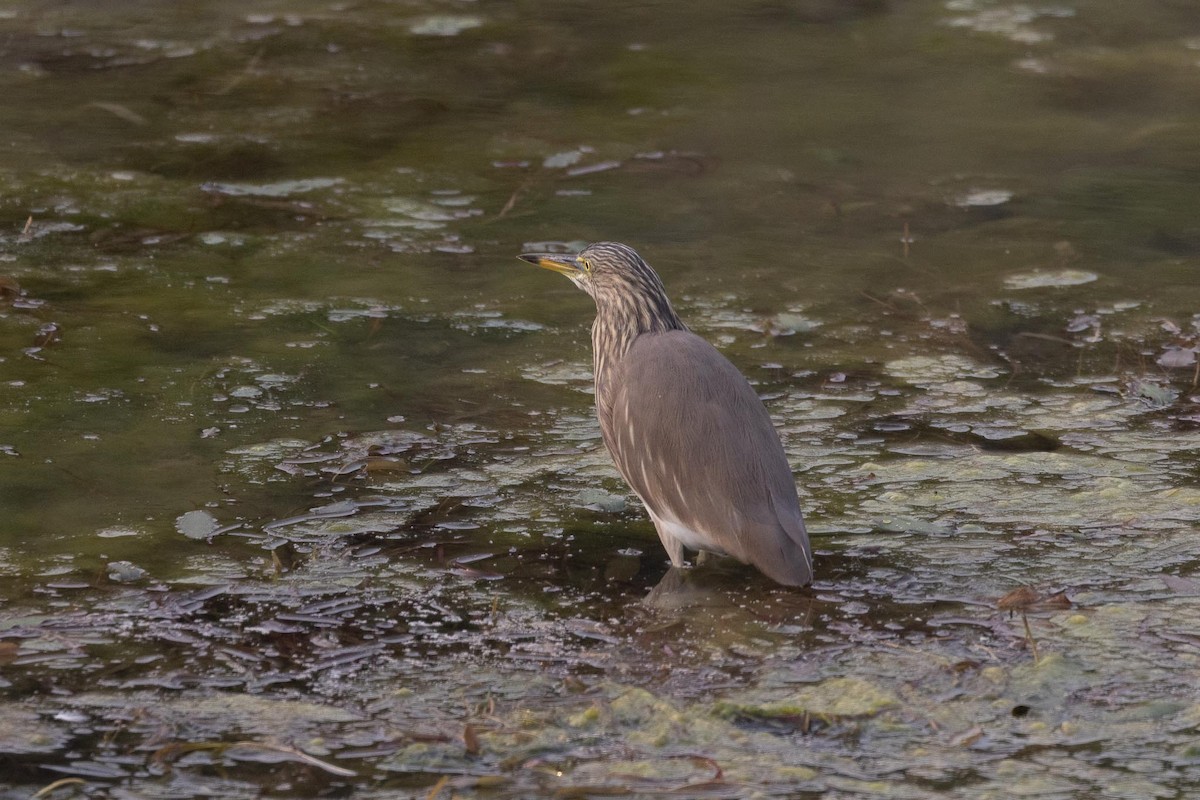 インドアカガシラサギ - ML646978965