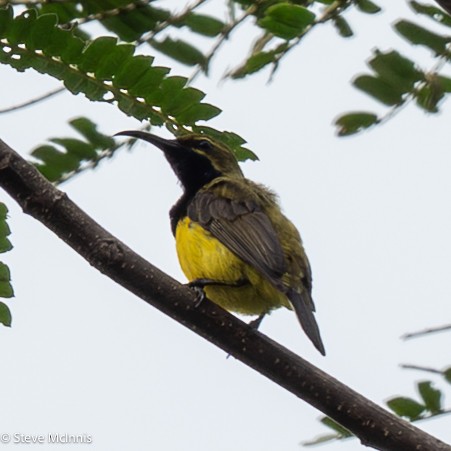 Sahul Sunbird - ML646978966