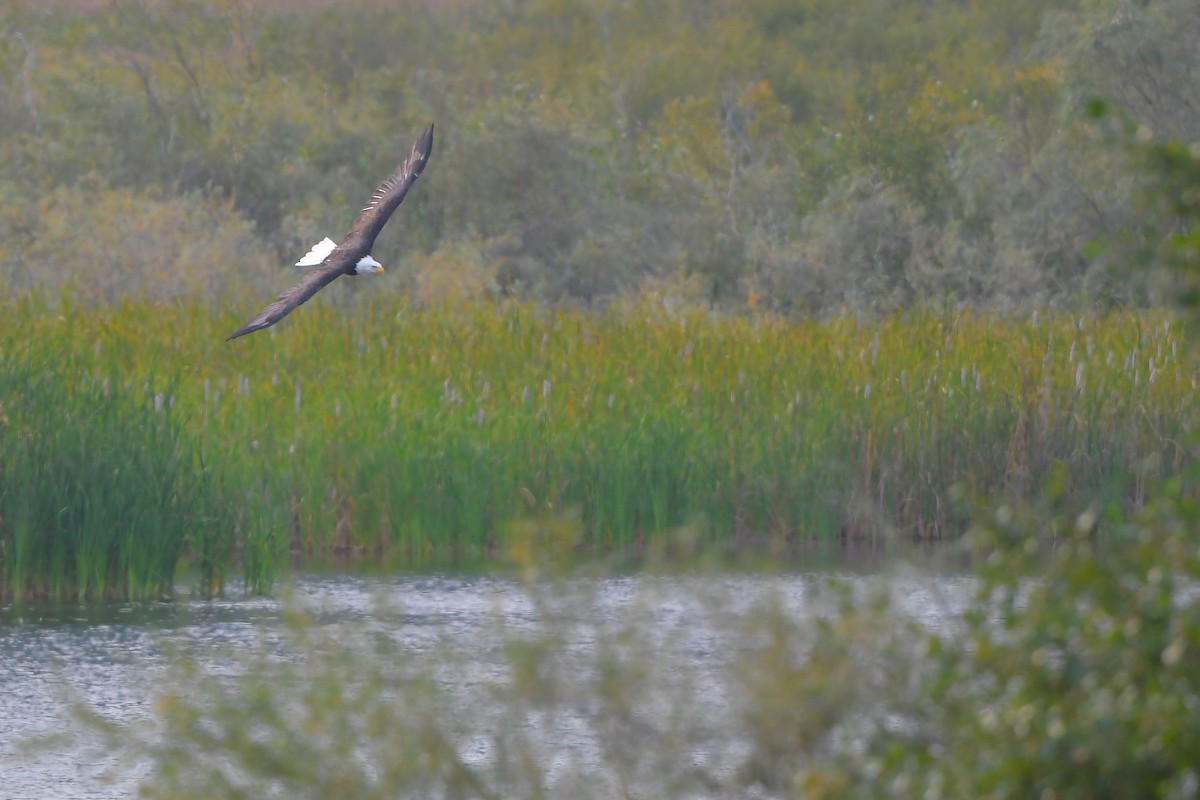 ハクトウワシ - ML646978967