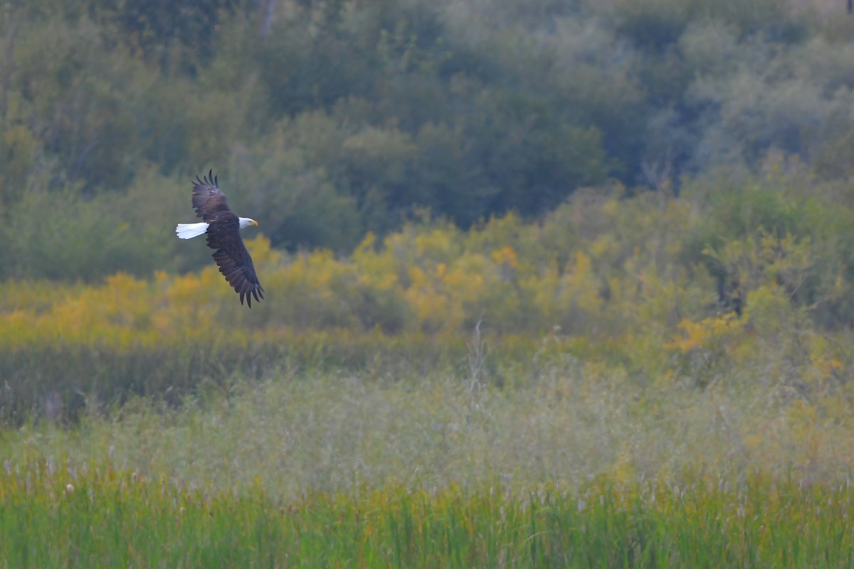 ハクトウワシ - ML646978968