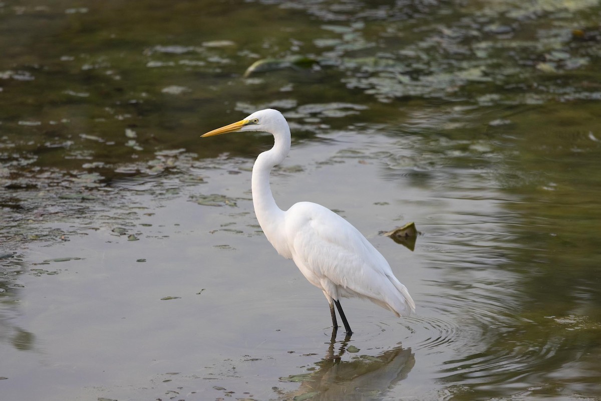 ダイサギ - ML646978969