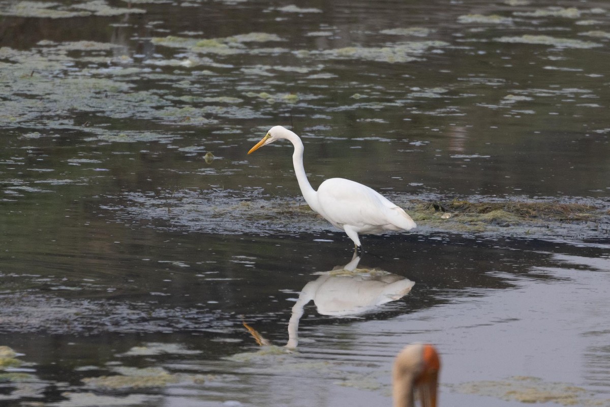 ダイサギ - ML646978970