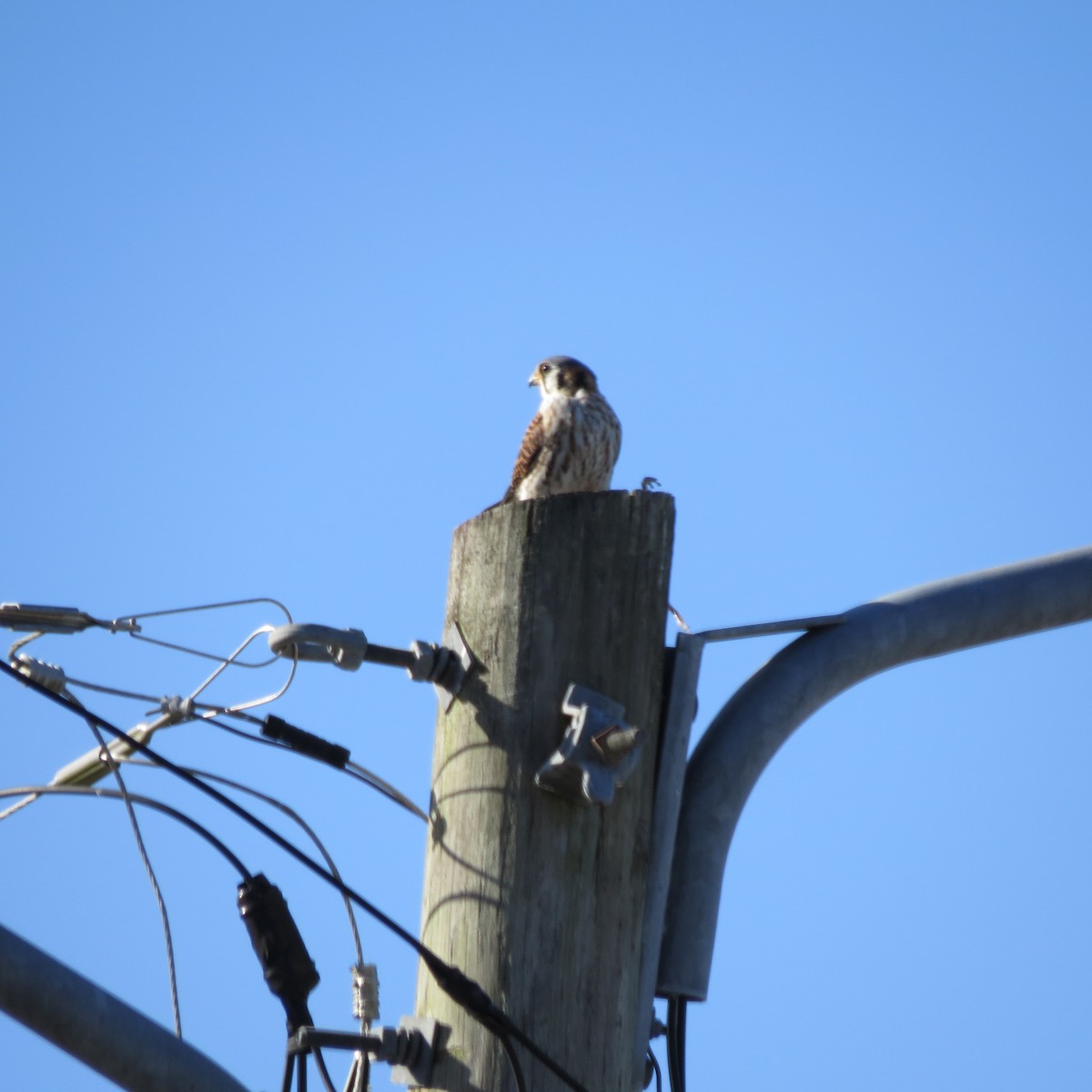 アメリカチョウゲンボウ - ML646978972