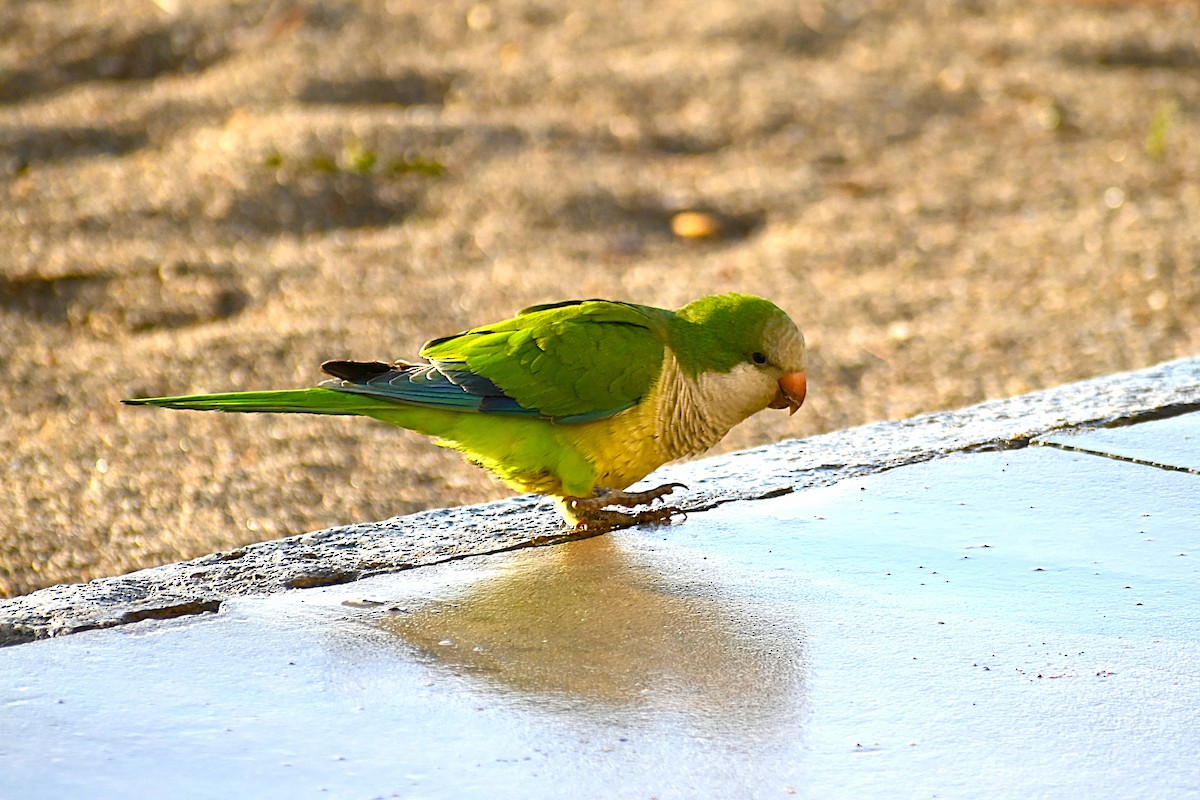 オキナインコ - ML646978973